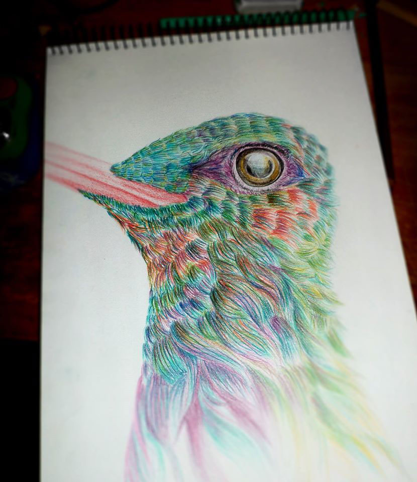 Hummingbird — coloured pencil