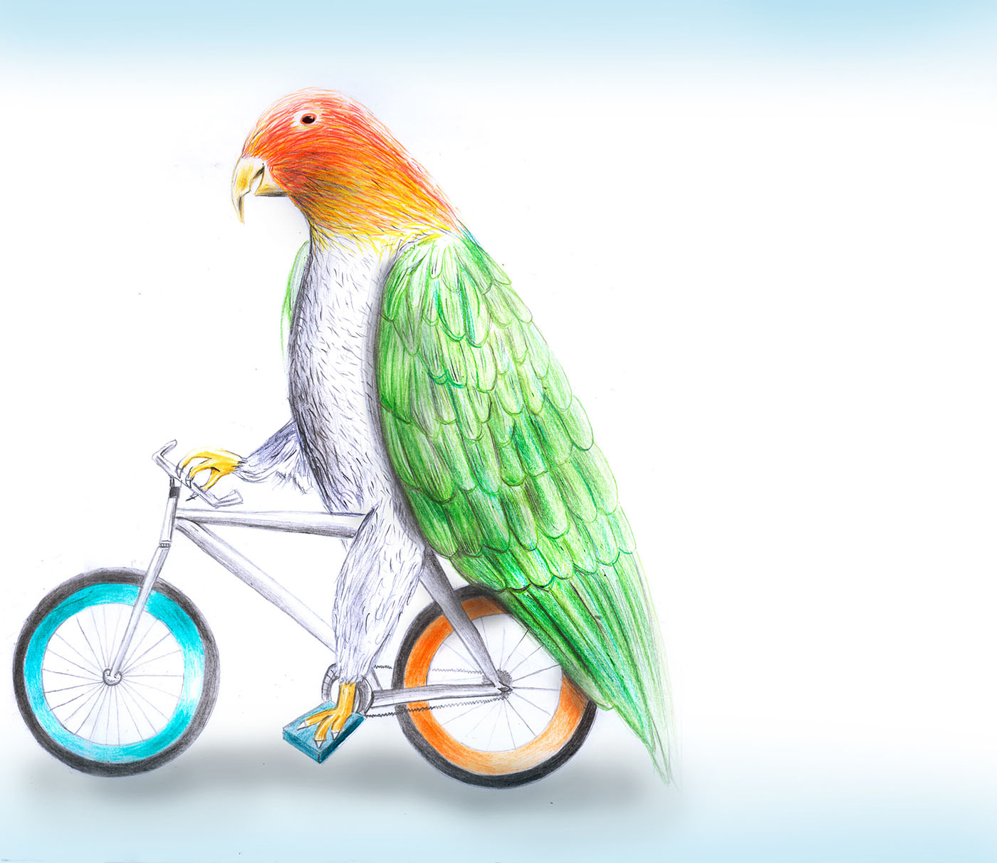 Parrot on bike — coloured pencil
